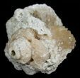 Crystal Filled Fossil Whelk - Ruck's Pit #5529-1